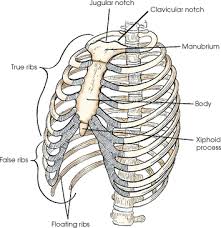 The classification of human ribs. Bony Thorax Radiology Key