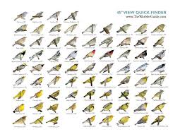Pin By Julie Sy On All About Birds Bird Identification