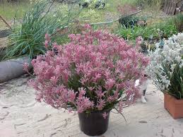 One of the most popular garden shrubs in australia, this evergreen native is rarely without a flower. Best Australian Native Plants For Pots And Containers Gardening With Angus