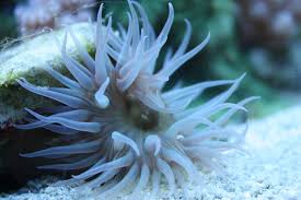 can our anemones sting aquanerd