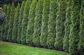 Diffe Types Of Bushes And Shrubs
