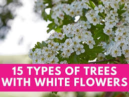 15 types of trees with white flowers