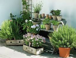 7 Apartment Herb Garden Tips