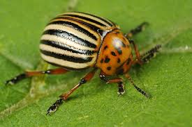 how to get rid of potato bugs 11 steps