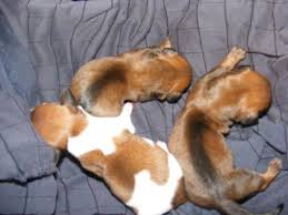 Favorite this post may 21 dachshund 0 mix pup Dachshund Puppies Pets And Animals For Sale Washington