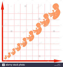 Human Fetus Growth Chart Stock Vector Art Illustration