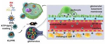 Renal Cellular Uptake