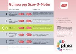 Guinea Pig Size O Meter Pfma