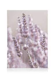 Lavender Flowers Canvas Small Lilac