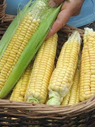 How To Grow Sweet Corn That Tastes Great In Your Own Garden gambar png