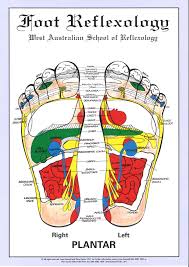 Wa School Of Reflexology Foot Chart A4 Size