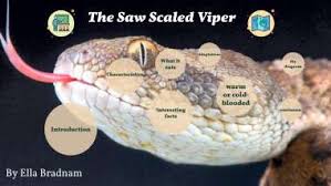 the saw scaled viper by mary bradnam
