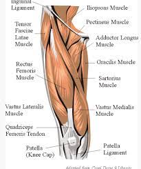 Quadriceps tendon attached superior and patellar ligament inferior to patella. Pin By Karen G On Anatomy Review Leg Muscles Anatomy Muscle Anatomy Body Anatomy