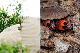 how to get rid of boxelder bugs 10