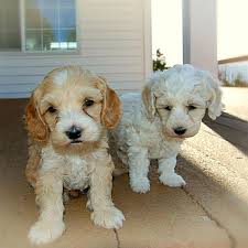 Costs are affected by factors such as the litter size (which is an average of 8 pups for take a look at these websites that sell miniature labradoodle puppies. 1 Labradoodle Puppies For Sale By Uptown Puppies