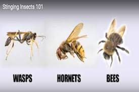 Paper Wasps Paper West Removal Paper Wasp Sting Info
