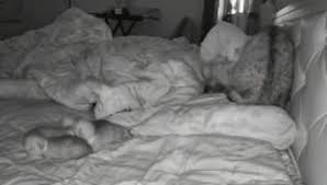 mama cat hops onto bed places newborn