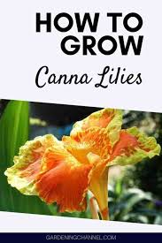 It was decided to see how successful it would be to sow canna lily seeds directly into the soil. How To Grow Canna Lily Flowers Gardening Channel