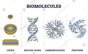list the four macromolecules and the