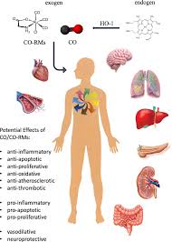 Natural causes may include forest fires or volcanic activity, or any other cause of partial oxidation of methane in the atmosphere. Carbon Monoxide In Intensive Care Medicine Time To Start The Therapeutic Application Intensive Care Medicine Experimental Full Text