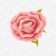 light pink big rose png transpa
