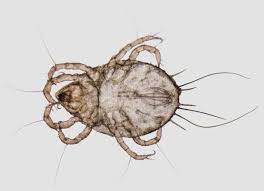 dust mite control and treatments for
