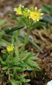 Saxifraga seguieri (Seguier's Saxifrage) - The Alpine Flora of ...