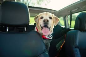 What Is The Best Dog Seat Belt Harness