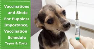 Vaccinations And Shots For Puppies Importance Table Of