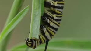 monarch eating milkweed video