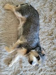 dog on carpet or rug 8210539