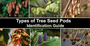 types of tree seed pods