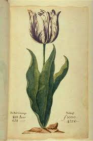 Tulip Mania Wikipedia