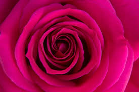 Rose Color Meanings For Every Color Rose Readers Digest
