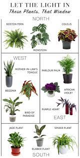 25 plants and trees for winning fall color; Go Green Indoors Easy Houseplants For Beginners The Mom Edit