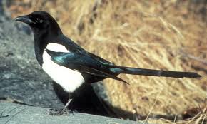 magpie - Wiktionary