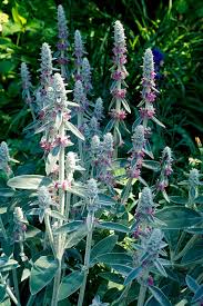 how to plant and grow lamb s ear
