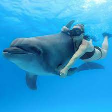 swim with dolphins in los cabos cabo