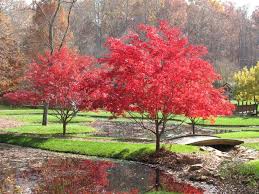 anese maples festival blooms at