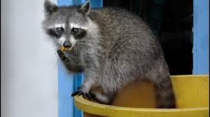 Discuss the issue with a professional. Raccoon Removal Tips L S O S Wildlife Control