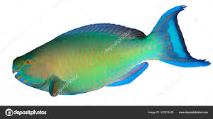 colourful parrotfish isolated white