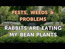 rabbits are eating my bean plants you