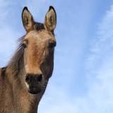 can-a-horse-mate-with-a-donkey