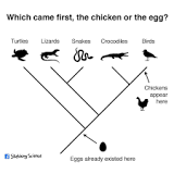 What came 1st the chicken or the egg?