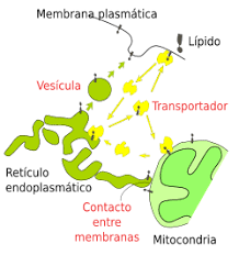 la célula 5 tráfico vesicular