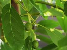 how-do-you-tell-if-a-tree-is-an-avocado-tree