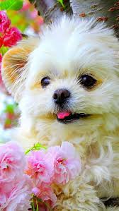 cute dog white dog puppy hd