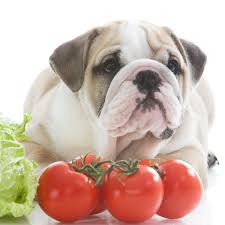 What Vegetables Can Dogs Eat Important