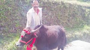 Az animals will be covering many more y name animals soon. Yak Set To Woo Badrinath Pilgrims