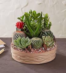 Dish Garden Succulents Succulent